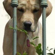 Antistress con il cane