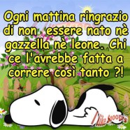 Ogni mattina ringrazio di non essere nato né gazzella né leone. Chi ce l’avrebbe fatta a correre così tanto?