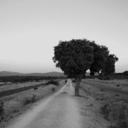 Una quercia sul cammino di Santiago