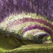 Tra i luoghi più belli al mondo… Wisteria Tunnel (Kawachi Fuji Garden, Giappone)