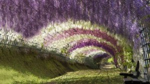 Wisteria Tunnel (Kawachi Fuji Garden, Giappone)